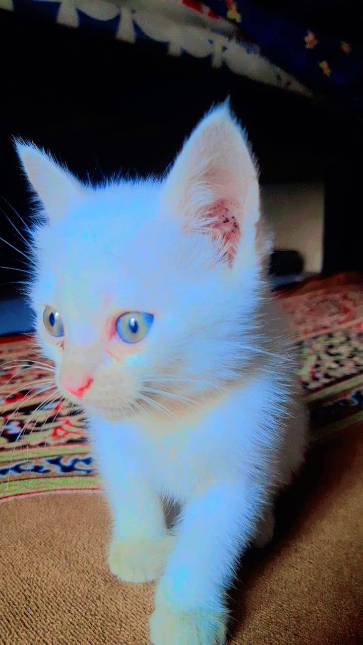 Persian kitten for sale 1