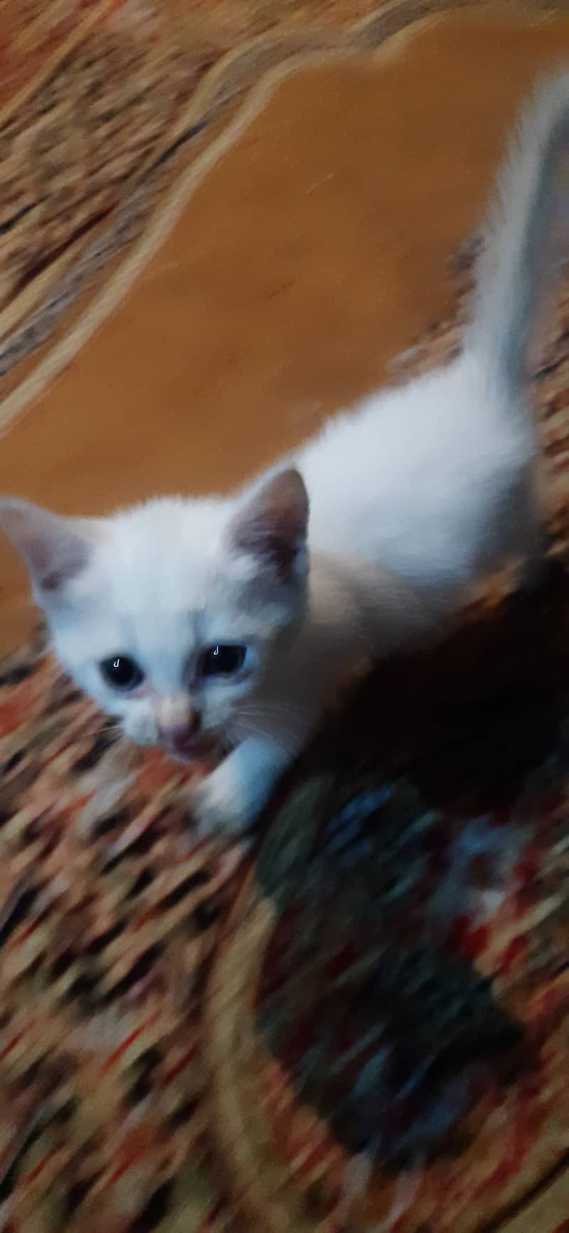 Persian kitten for sale 2