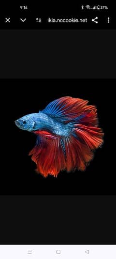 same Betta fish