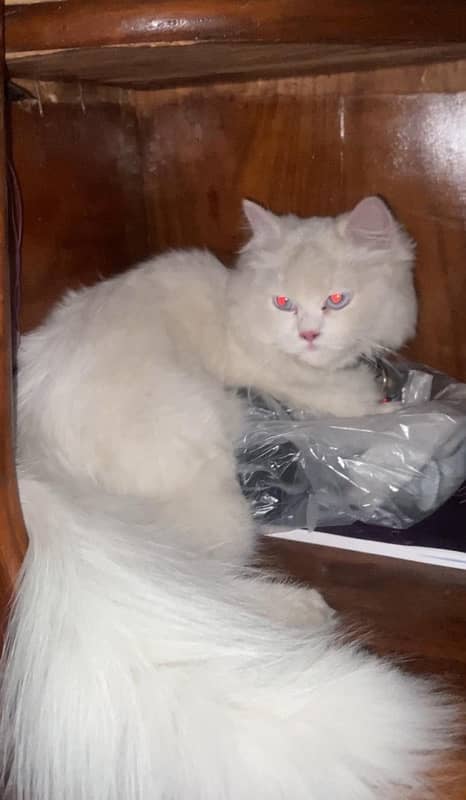 persian cat triple coated 03206723134 3