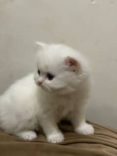 Persian White Cat