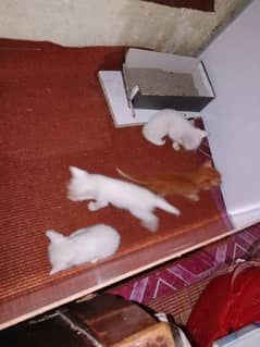 persian cats for sale 3 cats