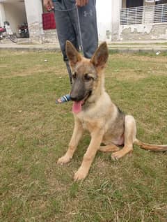 Army dog ,vaccinated ,5 months dog