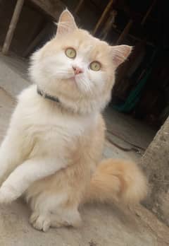 Male cat available for meeting