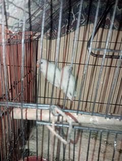 love bird pateh pair for sale age 4 months