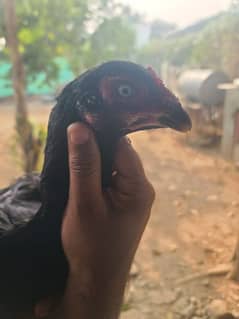 Muskhi Aseel hen high qulaty achi nasal ka home breed jora bi mila ga