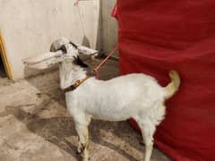 Bakra/Goat