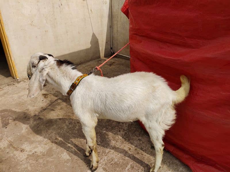 Bakra/Goat 1