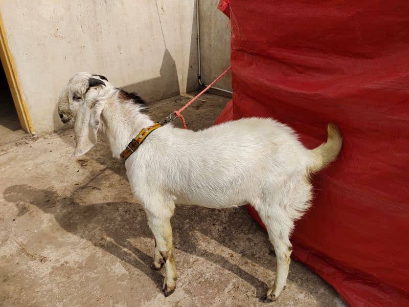 Bakra/Goat 2