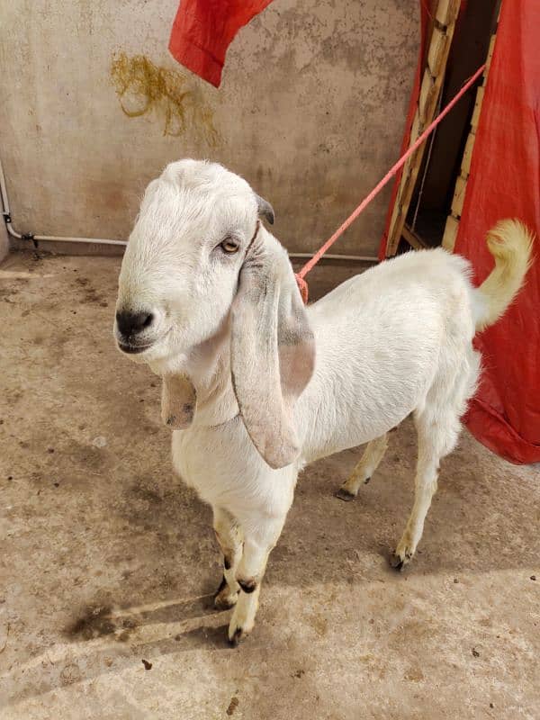 Bakra/Goat 3