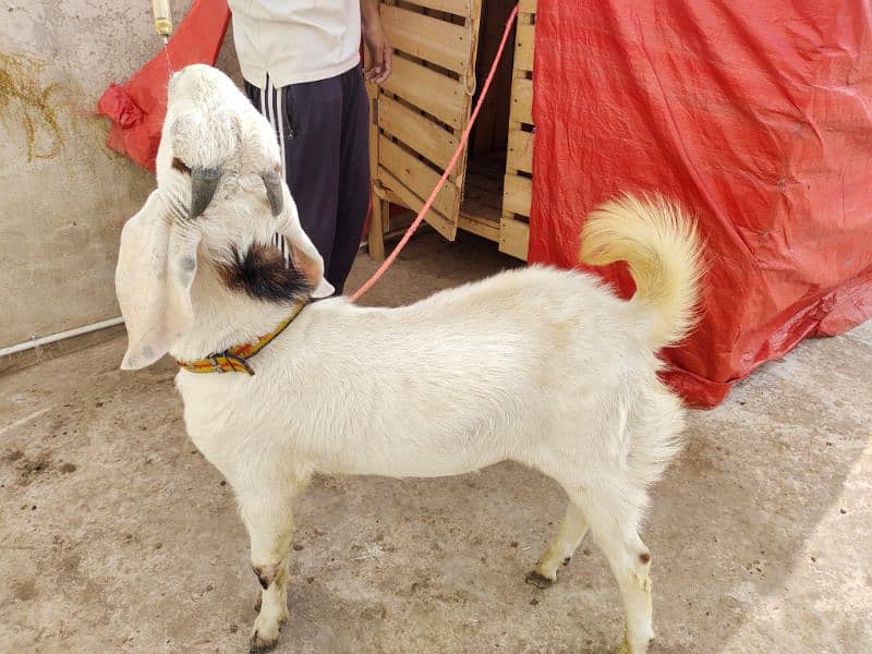 Bakra/Goat 4