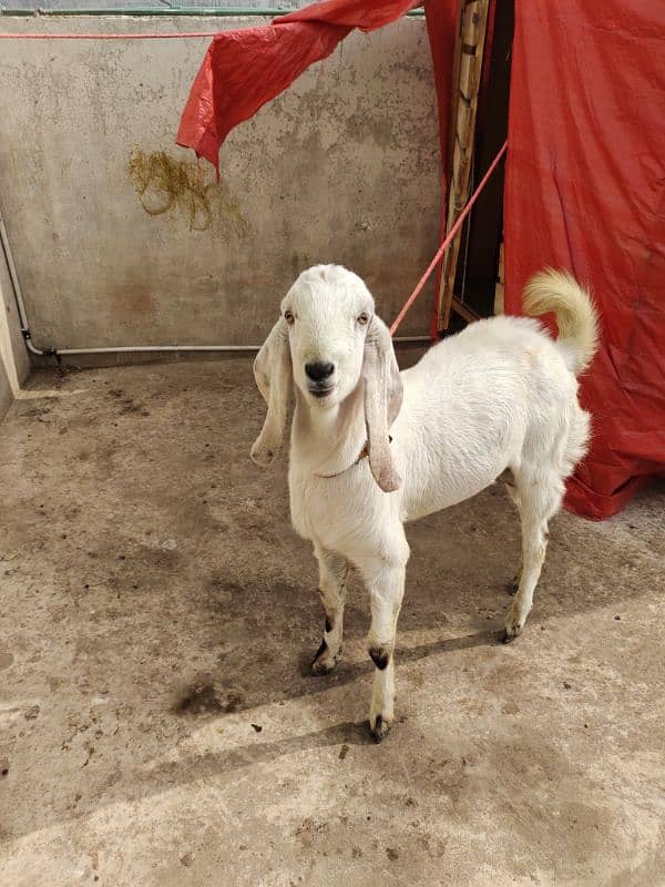 Bakra/Goat 6