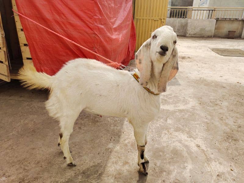 Bakra/Goat 7