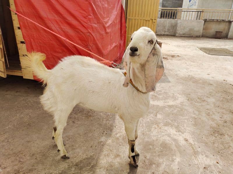 Bakra/Goat 8