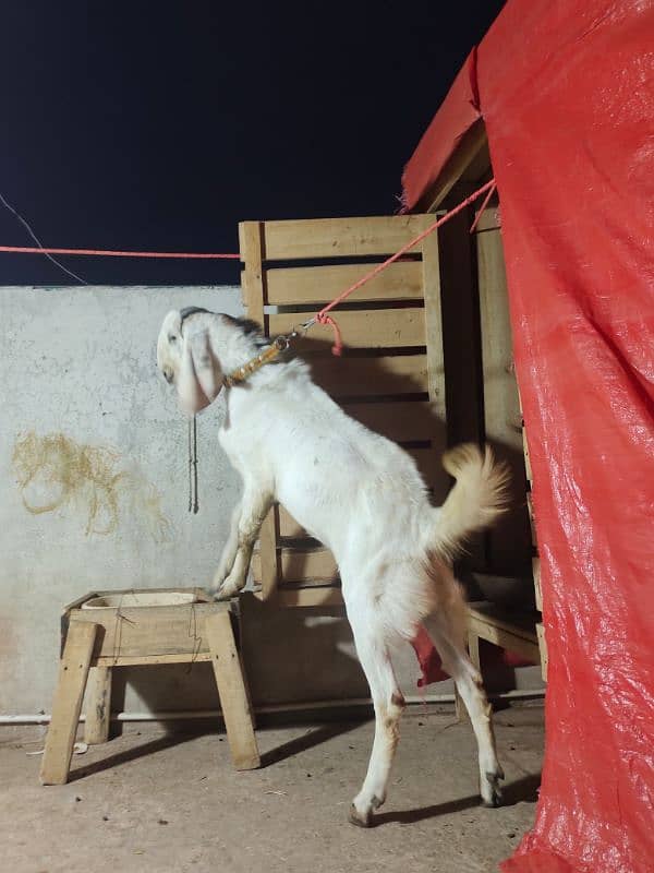 Bakra/Goat 13