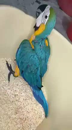 blue Macaw parrot chicks for sale 1