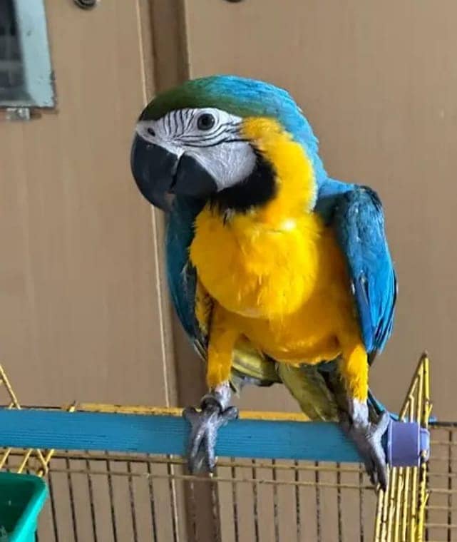 blue Macaw parrot chicks for sale 2