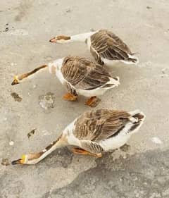 long neck ducks 3 male 4 female's