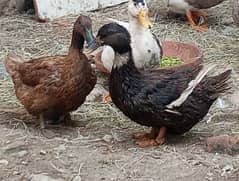 Desi Ducks 03325356348