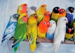 Albino red eyes | fishries | parblue | opline | parrot | love birds