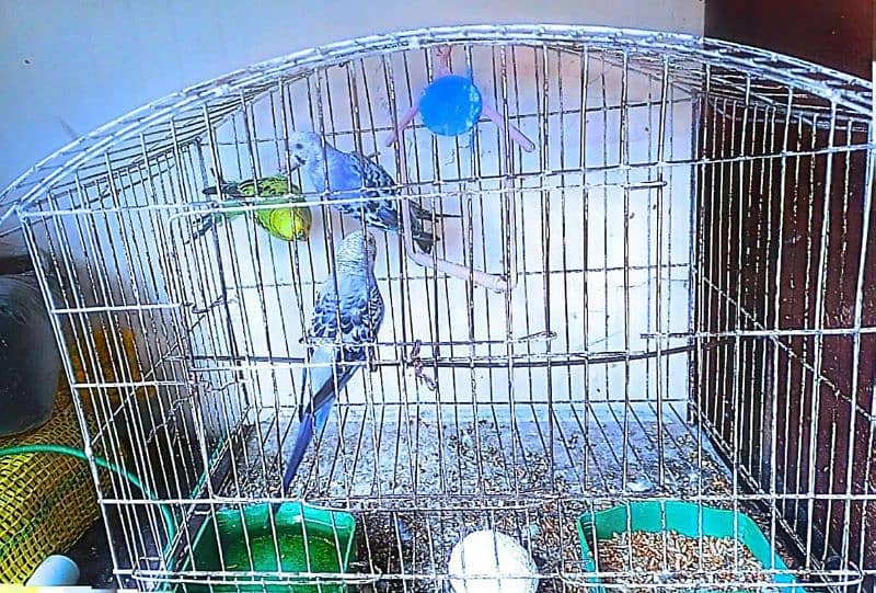 Australian Parrott 0