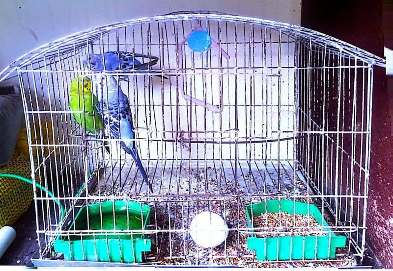 Australian Parrott 1