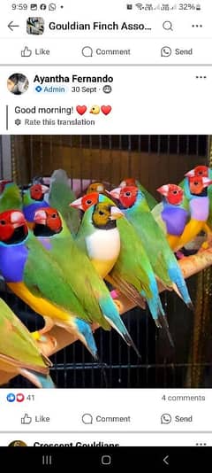 Lady Gouldian finch Breeding Pair with Eggs