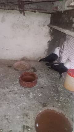 karbalayi pigeon