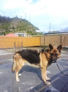 German shepherd 2 years old non pedigree  Stock Coat