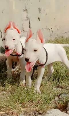 Pure Kohati Gultair Pair Age 2 Month for Sale