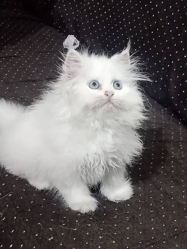 Persian Cat / White Persian Kitten / White Blue eyes kitten 1