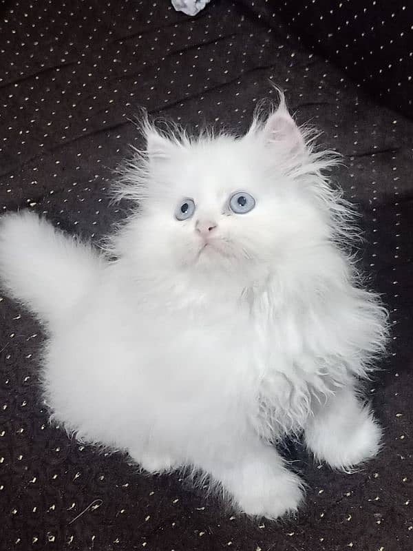 Persian Cat / White Persian Kitten / White Blue eyes kitten 2