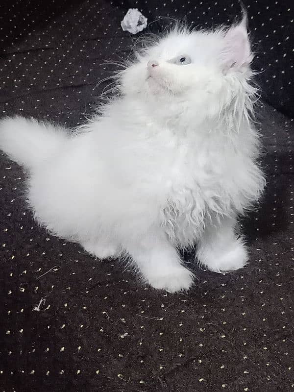 Persian Cat / White Persian Kitten / White Blue eyes kitten 3