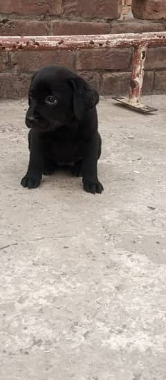 Labra papi for sale