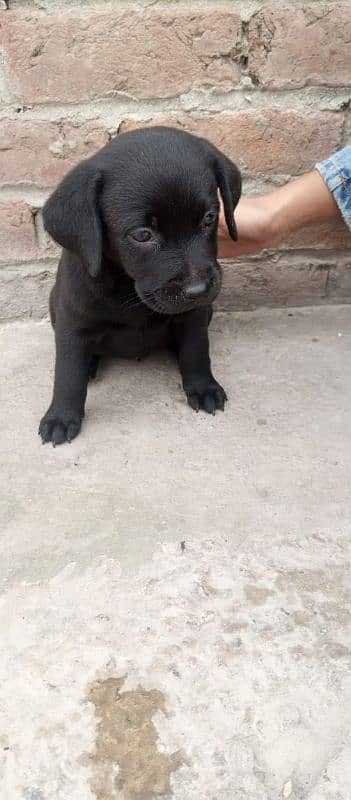 Labra papi for sale 0