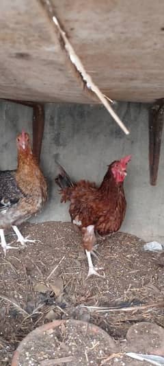 Hens for sell