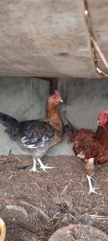 Hens for sell 1