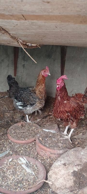 Hens for sell 2