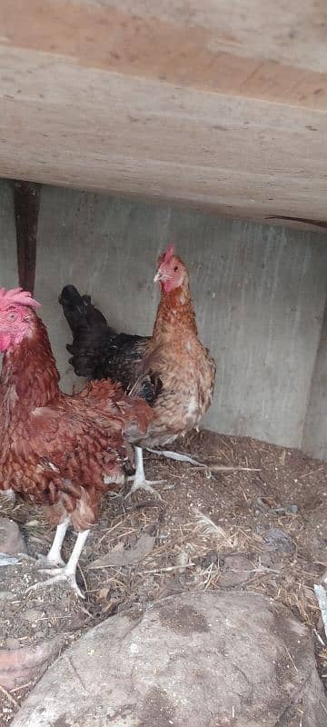 Hens for sell 3