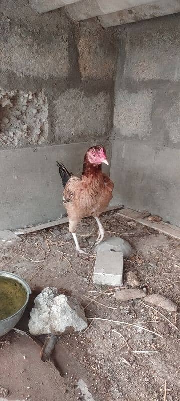 Hens for sell 5