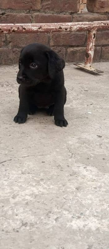 Labra papi for sale 2