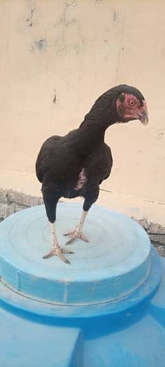 Aseel hens for sale