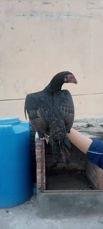 Aseel hens for sale 1