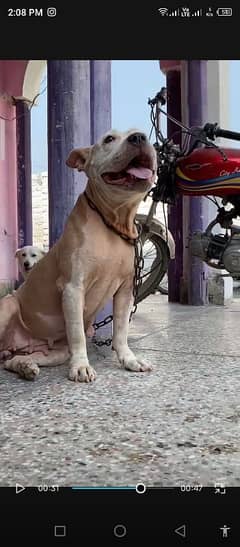 Pitbull