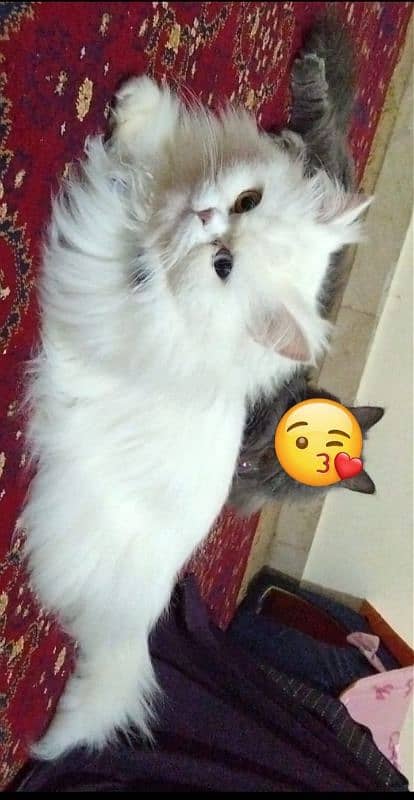 beautiful Persian cats 3