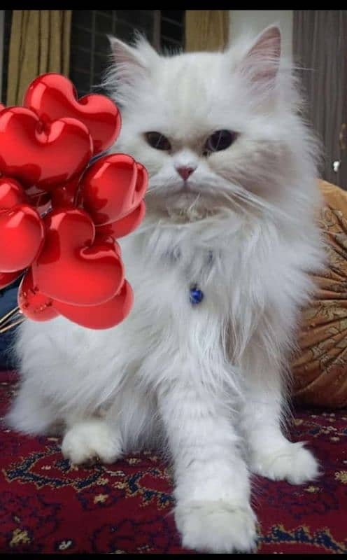 beautiful Persian cats 4