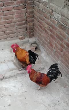 MashAllah very beautiful, healthy and active Two Male Hens for sale.