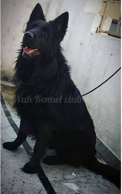 black shepherd male For Cross