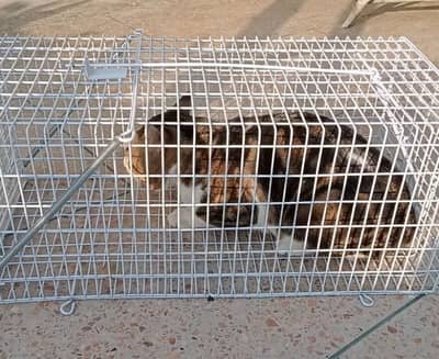 Cat catching cage for rent or sale
