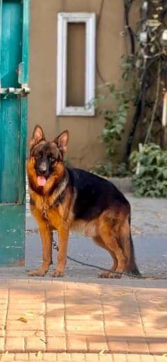 german shepherd